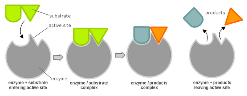 key and lock enzyme modal